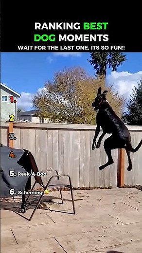 Funniest Great Dane Dogs: Dogs Being Idiots Part 354 😂😂