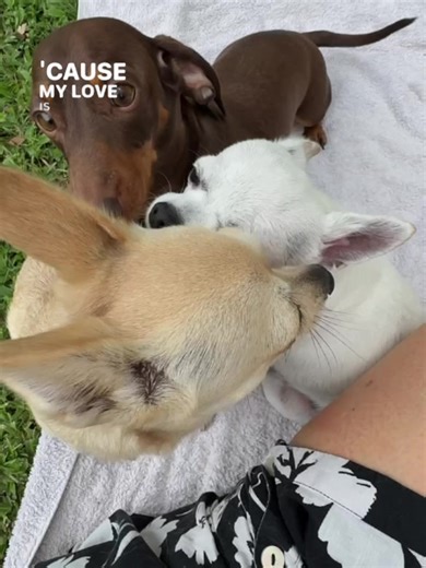 Walter the Dachshund and Scratch: Sibling Adventures