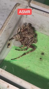 ASMR Spider Eating Wild Caught Shrimp #followersfbreels #virals #followers #trendingvideo #followersreels #followerseveryone #viralsong #viralpage #viralvideoreels #viewers #viralreelsfb #trendingreelsvideo #followforfollowback #viralreels #StarsEverywherethankyou #trend #followformore #trendingreels #spiderverse | ZaldyTv2019