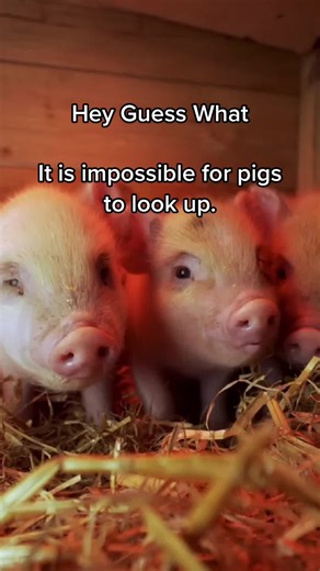 Hey! Guess What on TikTok