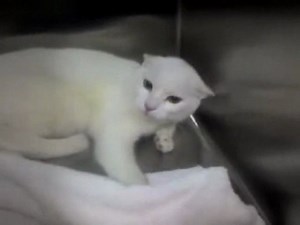 Very Angry Scary Cat