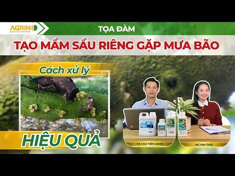 TẠO MẦM SẦU RIÊNG GẶP MƯA BÃO: Cách xử lý hiệu quả lúc này?