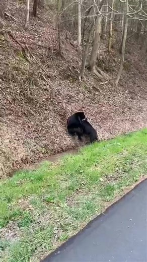 A black bear catches a wild boar to eat in the Great Smokey Mountains National Park, in Tennessee. | Hester's Black & Tan Hounds