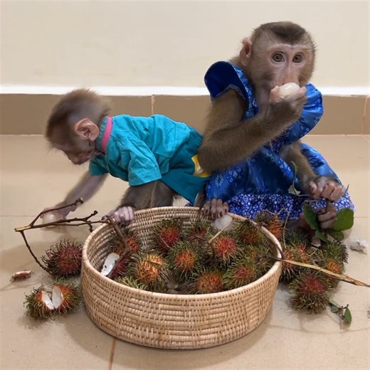 Obedient Smart Baby Monkey... . . . #reel #cute #animals #lovely #newbornbabymonkey #monkey | Mr Jacky
