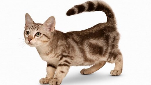 Australian Mist: Cat Breed Information & Characteristics
