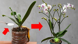 283K views · 6K reactions | Essential Orchid Care Techniques for Optimal Restoration | Balcony & Garden | Facebook