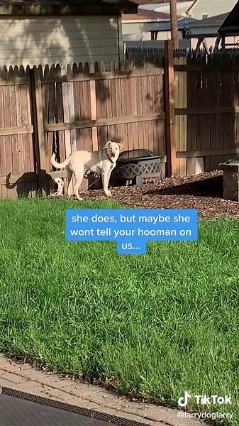 Larry Dog Larry on TikTok