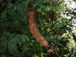 Entada rheedii - Alchetron, The Free Social Encyclopedia