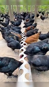 320K views · 1.8K reactions | This is a reminder that you can create bird feeders using PVC pipes.❤️ #diy #farm #farming #poultry #poultryfarmer | Poultrycare.ng | Facebook