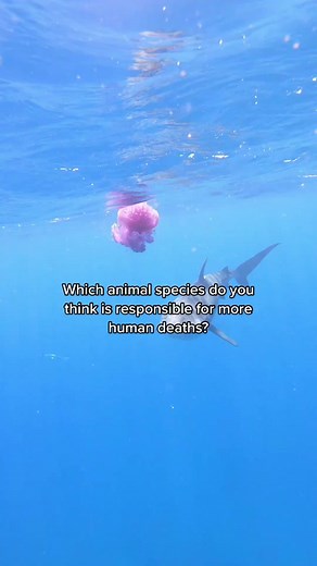 Shark vs. Jellyfish: Who Kills More Humans?