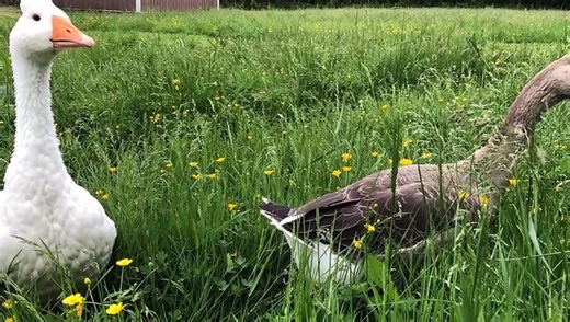 Our very first pictures of Lemongrab! | #SparklegleamFarm #Lemongrab #farm #geese #farmanimals #UNAC