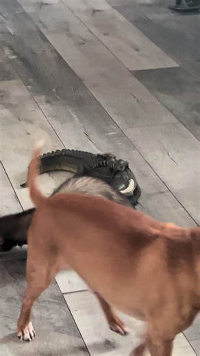 Adorable Ferrets and Dogs on TikTok