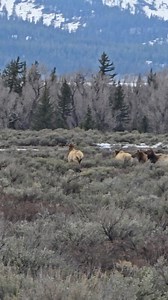 Elk on the sage flats this morning... Good morning from Grand Teton everyone... | T. Lyn Neufeld Photography