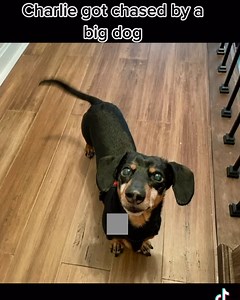 685K views · 39K reactions | CHARLIE’S GREATEST HITS Oops sorry video cut off at the end. | Charlie’s Kingdom | Facebook