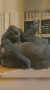 Awkward Moment Between Silverback Gorilla and His Kids #mypet #foryou #fyp #fypシ #foryoupage | Gorilla Habitat family