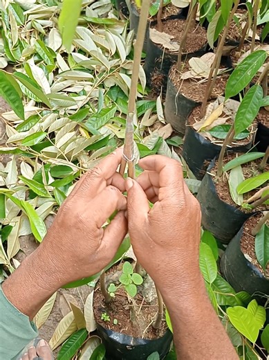Tutorial Membuat Durian Kaki 3 Secara Praktis