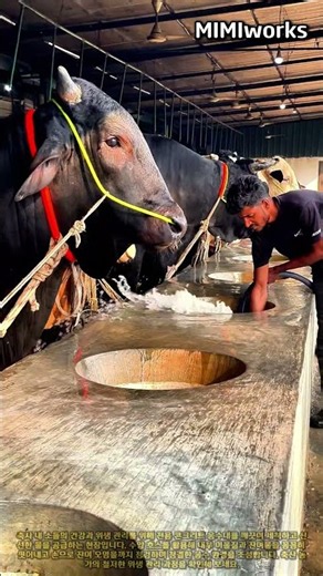 소들의 건강을 책임지는 축사 콘크리트 음수대 청소 및 물 교체 과정 #worker #process #farm #cattle #cleaning