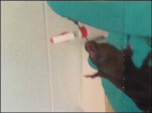 Biomedical Research and Mentoring Program