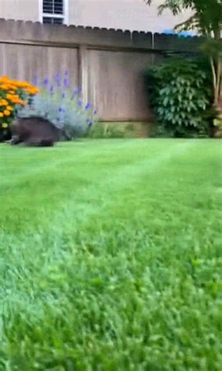 5.9K views · 77 reactions | The Husky Who Failed the Stealth Test! 狼藍 Ruining the Cat's Hunt! #HuskyFail #CatVsDog #HuntingFail #AnimalBlooper | Woofolio | Facebook