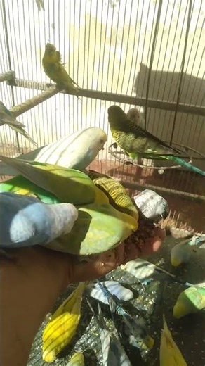 🏡 Calm Bird Room Vibes