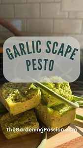 Thank you to the @thehomechefmomma for the Garlic Scape Pesto recipe. Ingredients: - 12-14 garlic scapes - 1 cup basil -1/4 cup extra virgin olive oil - handful of almonds (pine nuts or walnuts) - 1 oz fresh Parmesan cheese - salt & pepper to taste Blend together until fully mixed. Use right away or freeze. Have a gardening question? Ask away! I’ve been gardening for 25 years - hang around to dork out with me on gardening, gardening tips, garden crafts, and gardening tours! Need gardening tools 