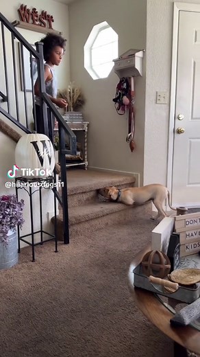 Dogs Playing Hide and Seek: Funniest Moments