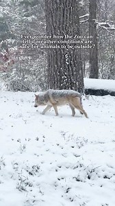 With winter in full swing, you might wonder: how do you know if it's safe for the animals at the Zoo to be outside? Learn more from Environmental Quality Manager John Kanzia as he talks about the science we use to make sure animals can safely venture outdoors in wintertime! | Brookfield Zoo Chicago