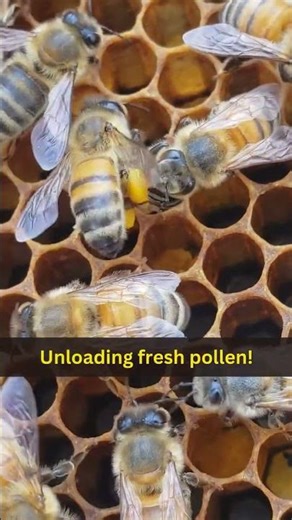 Honeybee duo unloading pollen for the next generation