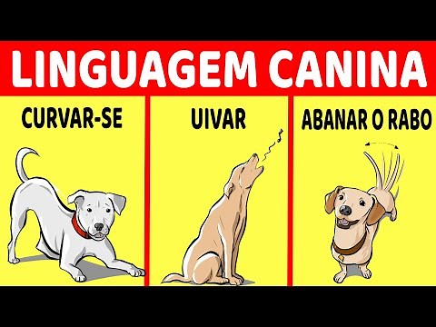 Como Entender Seu Cão