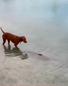 283K views · 541 reactions | Vizsla goes fishing for carp  | GOODLAD | Facebook