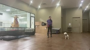 Finn worked on his come command with the e-collar. | The Dog Wizard | Facebook