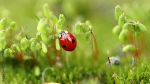 Close-up wildlife of a ladybug in the green grass in the forest Stock Video