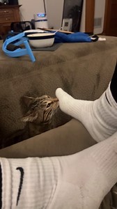Feline Gives Stank Face After Smelling Sock