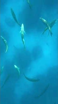 You Have to Try This Bahamas Excursion! 🌴🌊🐠 A Glass Bottom Boat at Celebration Key