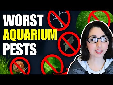 Get Rid of Aquarium Pests!