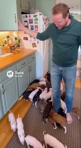 Unexpected Pig Explosion in Kitchen Cabinet | Viral AI Animal Video 🐷💥 | Funny Surprise Short