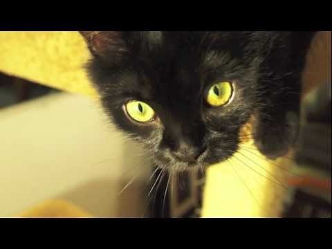 Black Cats Are Awesome