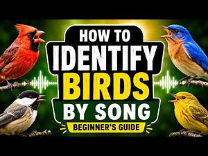 How to Identify Birds by Song? Beginner’s Guide