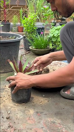 Rhoeo Plant Repotting 🌿 Step by Step Guidep #repoting #rhoeo #rhoeoplant #plants #gardening #viral