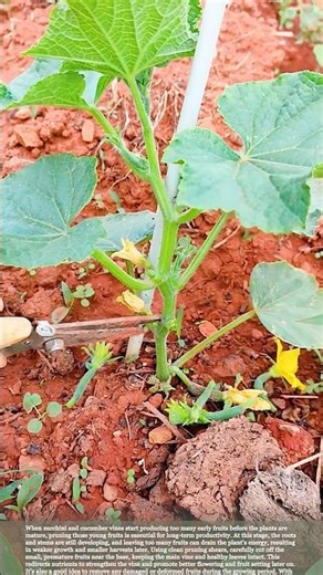 Why Cutting Early Zucchini and Cucumber Fruits Boosts Growth #gardeningtips #farmwork
