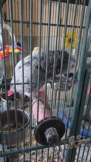 Ebony the African grey parrot enjoying her morning cashew