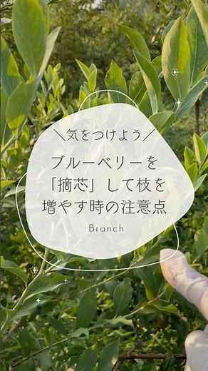 ブルーベリーの枝を摘芯して分岐させる場合の注意点 #ブルーベリーの森あづみの #ブルーベリー栽培 #ブルーベリーの剪定 #家庭菜園 #幸せフルーツ工房