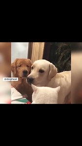 468K views · 8.9K reactions | #dog #dogs #doglover #dogsofttiktok #cutedogsoftiktok#foryour #foryoupage️ #fyp #fypシfypage | IceBlueBird | Facebook