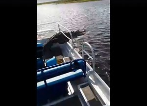 Video: Gigantic Alligator Jumps into Tourist Boat | OutdoorHub