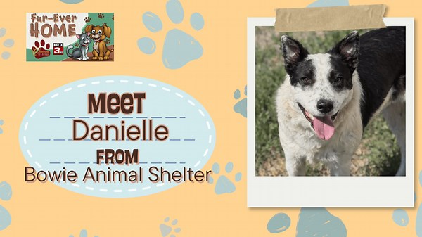 Danielle, sweet Aussie/Lab mix at Bowie Animal Shelter