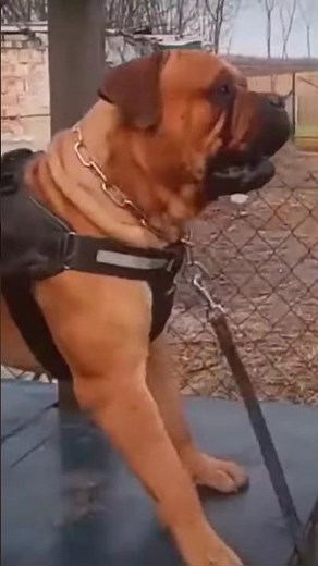 Meet the Giant: The Tallest English Mastiff Ever Recorded!