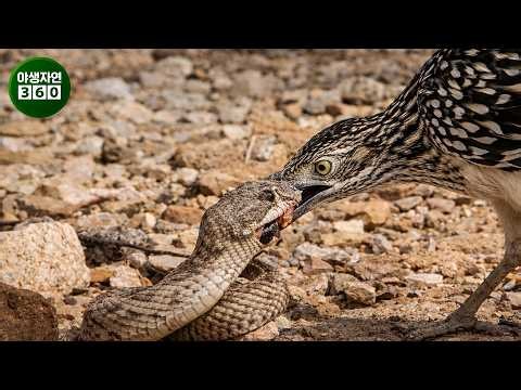 두 코브라의 무시무시한 싸움: 4K 카메라에 포착된 잔혹한 순간들 | 동물의 왕국