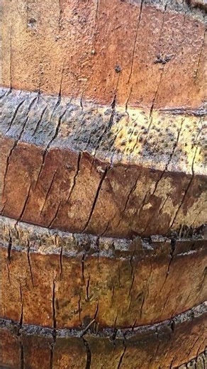 How the Brain Predicts What You See