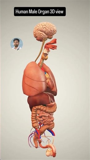 3d Organ anatomy #3danimation #humanbody