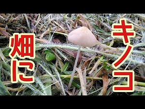 【自然#2】畑にキノコが発生！養分が豊富な証拠【畑の様子】